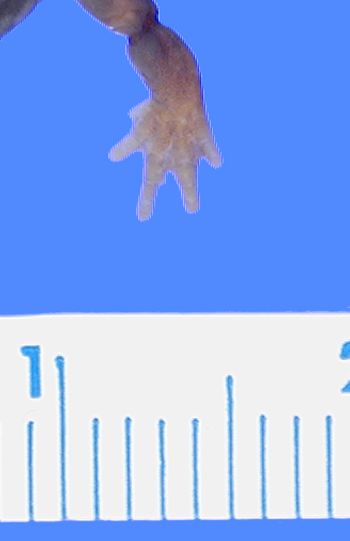 Media type: image; Herpetology A-28280